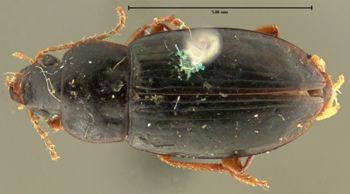 Media type: image;   Entomology 32982 Aspect: habitus dorsal view